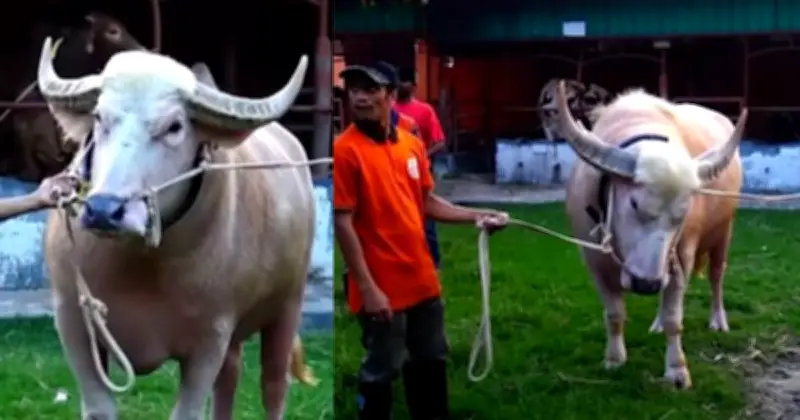 নেতানিয়াহুর মতো দুষ্টু মহিষ নারায়ণগঞ্জে, দেখতে ভিড়