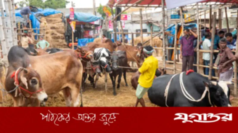ঈদুল আজহা উপলক্ষ্যে গাবতলী পশুর হাটে জোর প্রস্তুতি শুরু