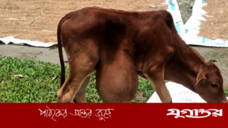 নান্দাইলে অদ্ভুত বাছুর: পেটের নিচে ঝুলছে অন্ত্র, জবাইয়ের পরামর্শ
