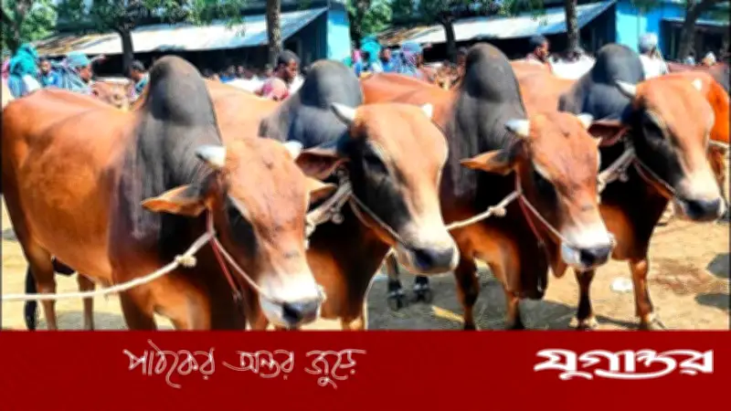 ডেমরায় কার্যাদেশের অপেক্ষায় দুই কুরবানির পশুর হাট