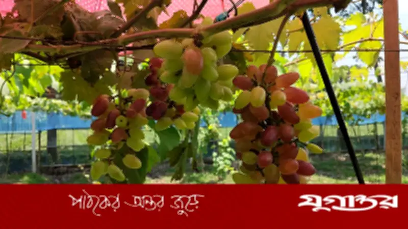 পঞ্চগড়ে বাণিজ্যিকভাবে আঙুর চাষে সাফল্য, দৃষ্টিনন্দন বাগান দর্শনার্থীদের মুগ্ধ করছে