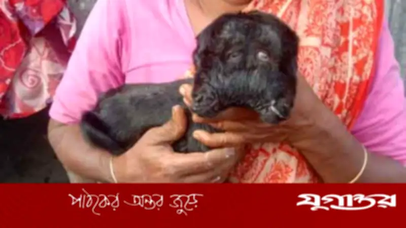 রংপুরের তারাগঞ্জে দুই মাথা ও চার চোখের ছাগলছানা প্রসব