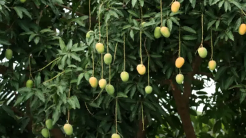 কাঁচা থেকে পাকা আম: রসায়নের জাদুতে কীভাবে বদলে যায়?