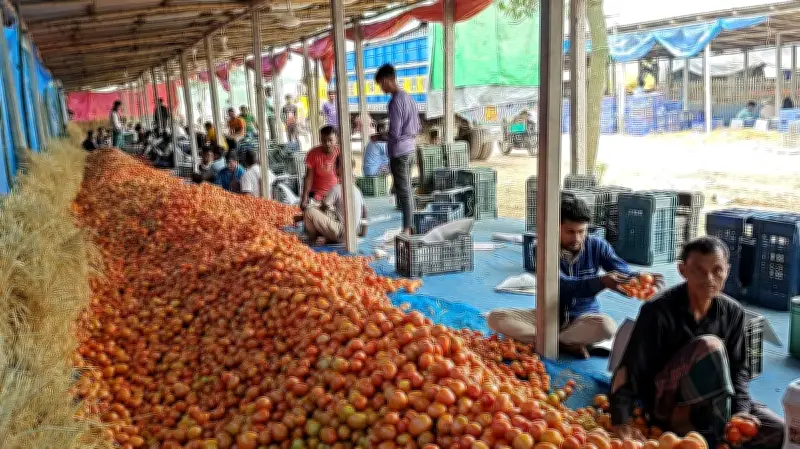 দিনাজপুরে গ্রীষ্মকালীন টমেটোর সবচেয়ে বড় হাট গাবুরা বাজারে দৈনিক ৩-৪ কোটি টাকার কেনাবেচা