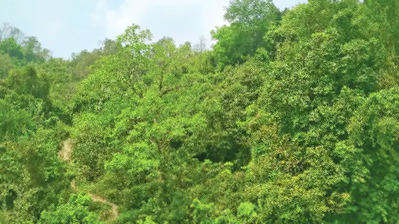 পাহাড়ের সবুজের মিছিল: রাঙামাটির বেগানাছড়ি গ্রামের ভিসিএফ বনের গল্প