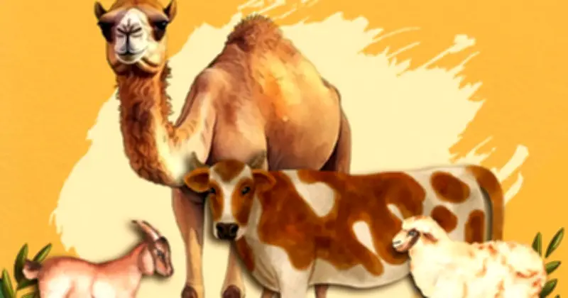 কোরবানির পশুর গোশতের সাতটি অংশ খাওয়া নিষেধ