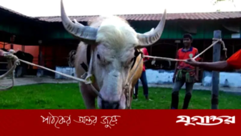 নারায়ণগঞ্জে ‘নেতানিয়াহু’ নামের মহিষের কাণ্ড, সবাইকে গুঁতো দিতে চায়