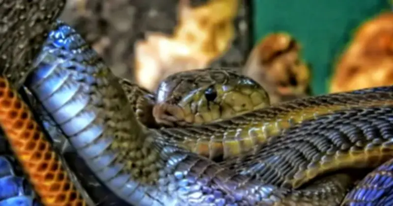 কানাডায় সাপের হানিমুন: ৭৫ হাজার সাপের মিলনমেলা