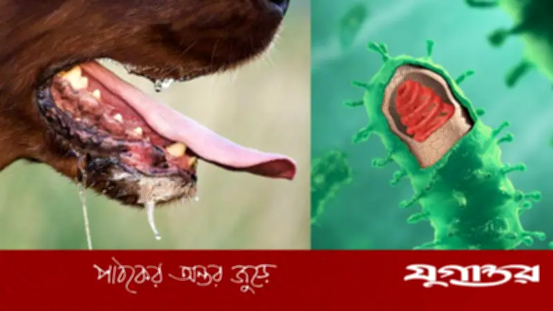 নীরব ঘাতক র্যাবিস থেকে বাঁচবেন যেভাবে: বিশেষজ্ঞের পরামর্শ