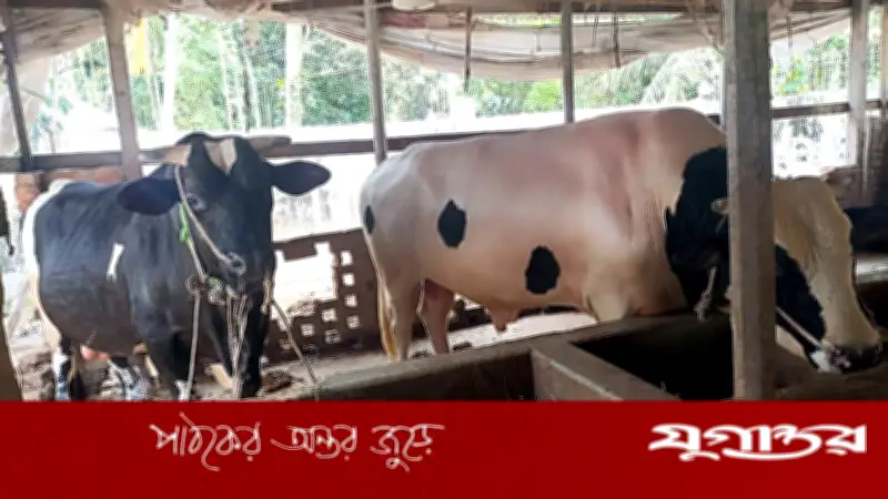 চাঁদপুরের ‘রাজাবাবু’ ও ‘হামানকর্দ্দির কিং’ দৃষ্টি কাড়ছে