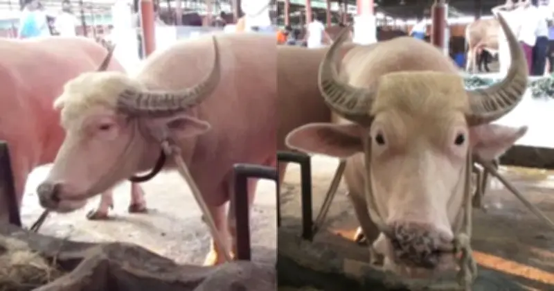 নারায়ণগঞ্জে বিরল অ্যালবিনো মহিষ ‘ডোনাল্ড ট্রাম্প’ ও ‘নেতানিয়াহু’