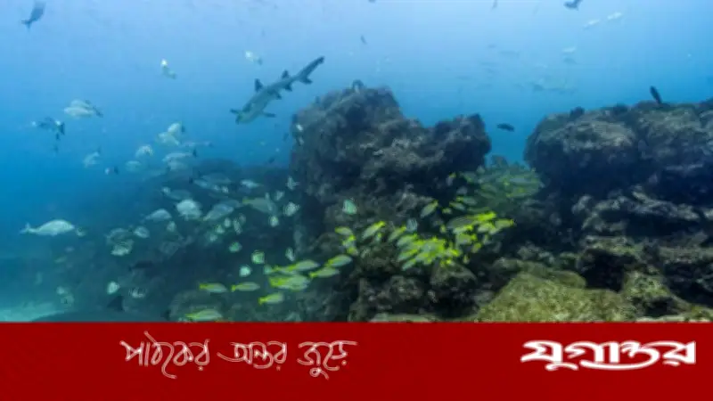 মালদ্বীপে স্কুবা ডাইভিংয়ে পাঁচ ইতালীয় পর্যটকের মৃত্যু