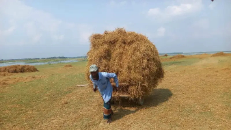 হাওরে ধান তলিয়ে গোখাদ্য সংকটে কৃষক, গরু বিক্রির চিন্তা
