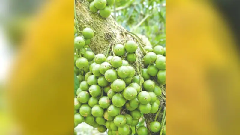 প্রকৃতি অনুসন্ধানে নরসিংদীর মরজাল ভ্রমণ
