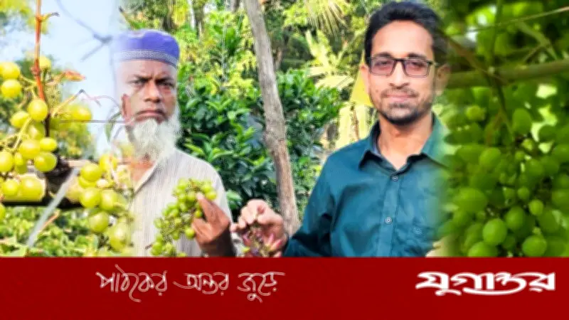গার্মেন্টসকর্মী থেকে উদ্যোক্তা, আঙুর চাষে সফল কাওসার