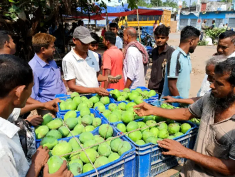 রাজশাহীতে শুরু হলো আম পাড়া, বাজারে গুটি আমের সমাহার