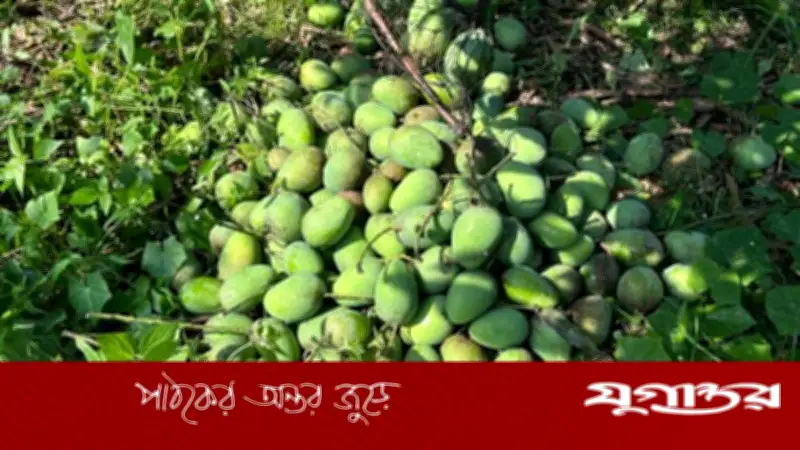 রাজশাহীতে গুটি আম নামানো শুরু, বাজারে আসছে মৌসুমের প্রথম আম