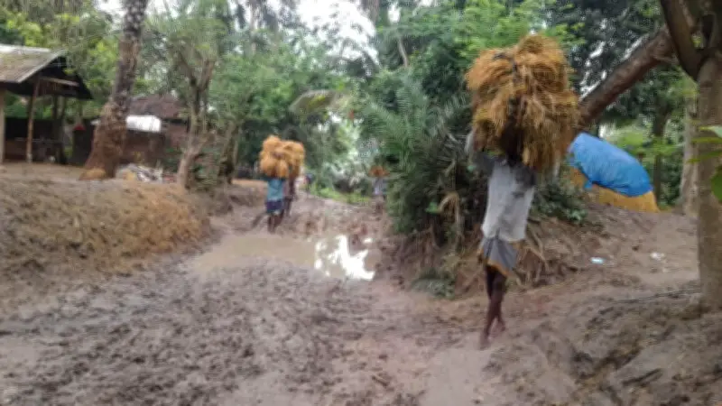 ট্রাক্টরে মাটি পরিবহনে নষ্ট রাস্তা, মাঠের ধান নিয়ে দুশ্চিন্তায় চাষিরা