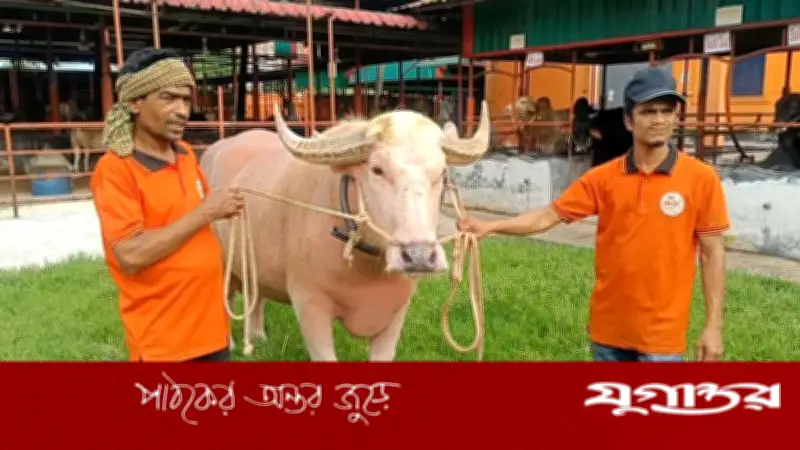 সাড়ে ৬ লাখে বিক্রি ‘নেতানিয়াহু’ মহিষ: এলবিনো জাতের বিরল প্রাণী