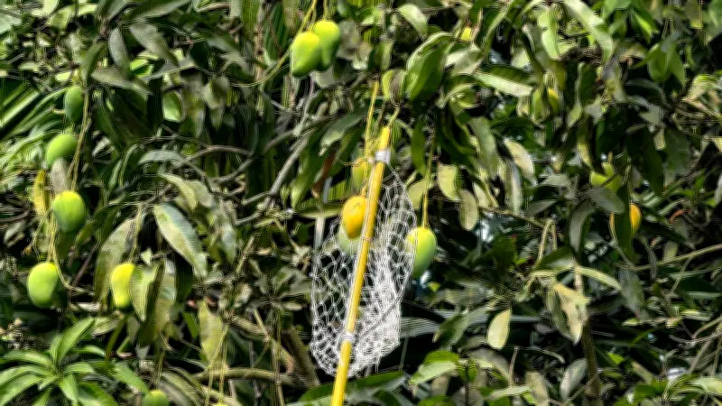 নাটোরে শুরু হলো আম পাড়া, এবার ৪০০ কোটি টাকার বেচাকেনার সম্ভাবনা