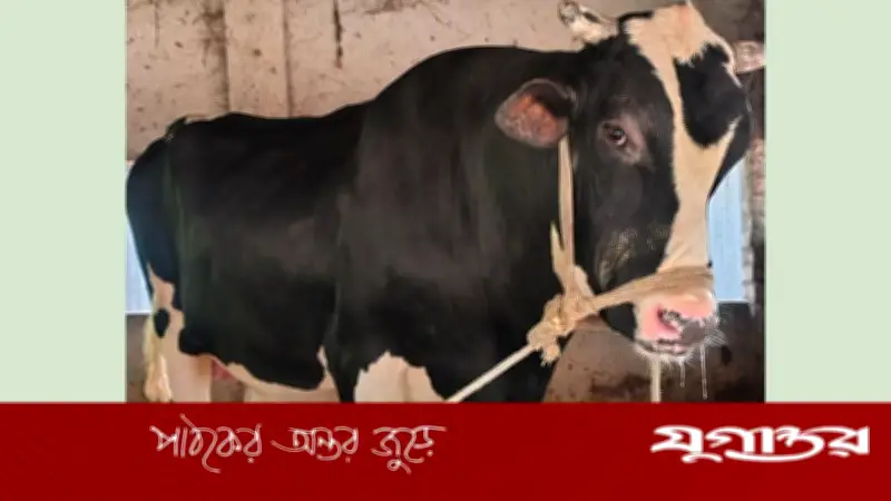 ২২ মণ ওজনের ‘আকাশ ছোঁয়া’ ষাঁড় রাজবাড়ীর কুরবানির হাটে