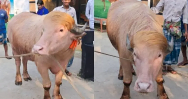 নারায়ণগঞ্জে গোলাপি মহিষ ‘ডোনাল্ড ট্রাম্প’ বিক্রি হয়েছে ৩ লাখ ৭৯ হাজার টাকায়