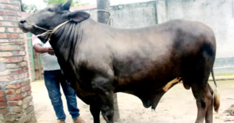 দিনাজপুরের ৩০ মনের ‘সম্রাট’ ষাঁড়ের দাম ১২ লাখ টাকা