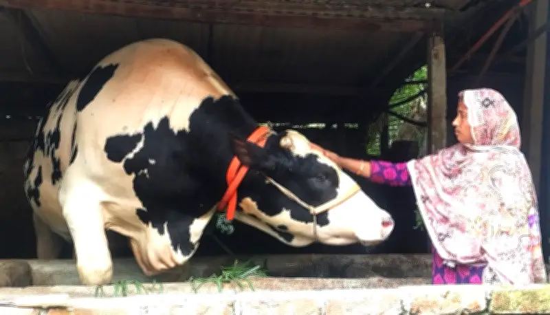 জামালপুরে ৩২ মণ ওজনের ‘জমিদার’ গরু, দাম ১৩ লাখ টাকা