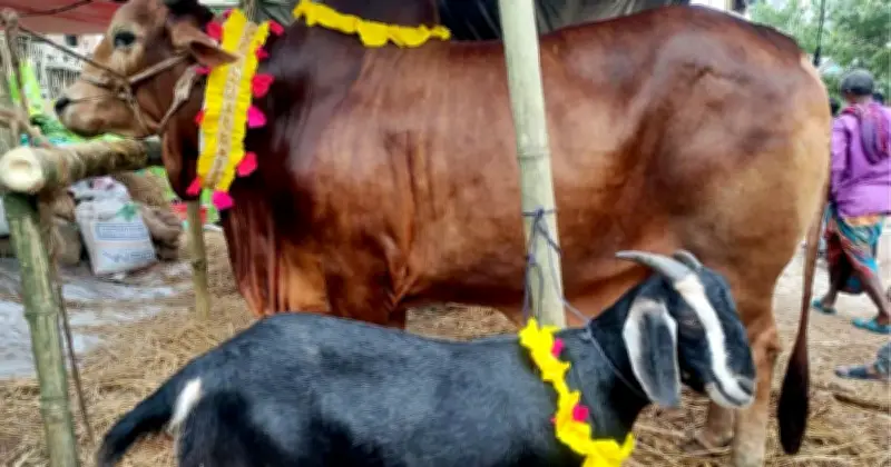 ঈদুল আজহায় কোরবানি: পশু নির্বাচন, বয়স ও ফ্রি পণ্যের বিধান