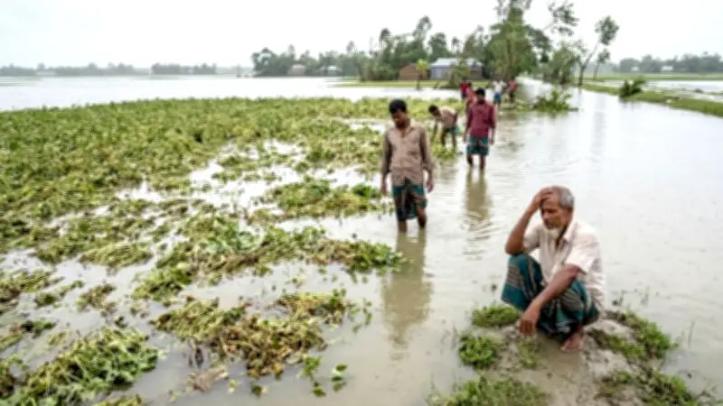 ভোলায় টানা বৃষ্টিতে কৃষকদের ২৬ কোটি টাকার ফসলের ক্ষতি