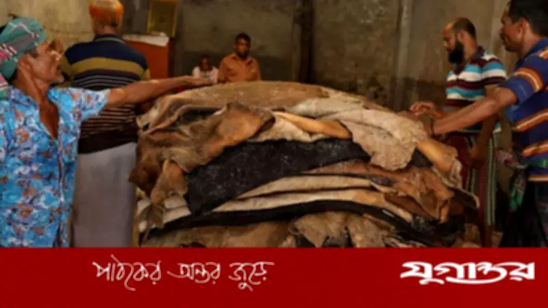 কুরবানির চামড়া সংগ্রহ বর্জন: বিলিয়ন ডলারের শিল্পে সংকটের আশঙ্কা