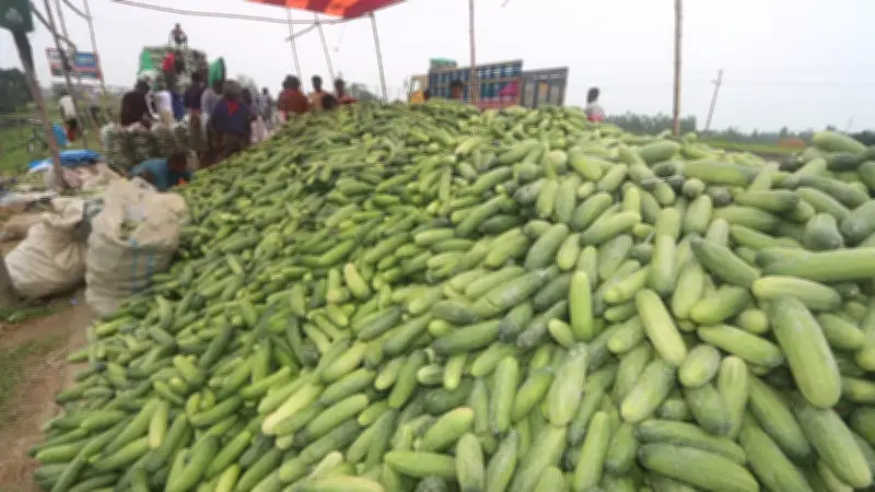 রংপুরে শসা চাষে বাম্পার ফলন, কৃষকের মুখে হাসি