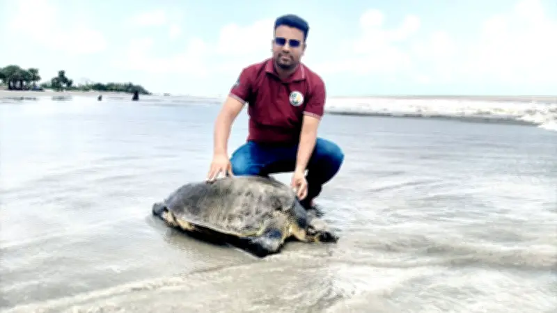 কুয়াকাটায় বিরল অলিভ রিডলি কচ্ছপ উদ্ধার, জামায়াত নেতার বাড়ি থেকে চাল উদ্ধার