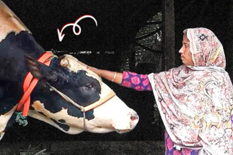 আন্তর্জাতিক ইস্যুতে নতুন দিগন্ত: ভিডিও কভারেজ