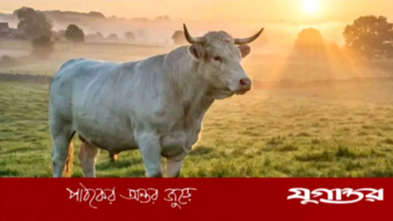 কুরবানির এক ভাগে দুইজন শরিক হলে কী হবে? জেনে নিন ইসলামী বিধান