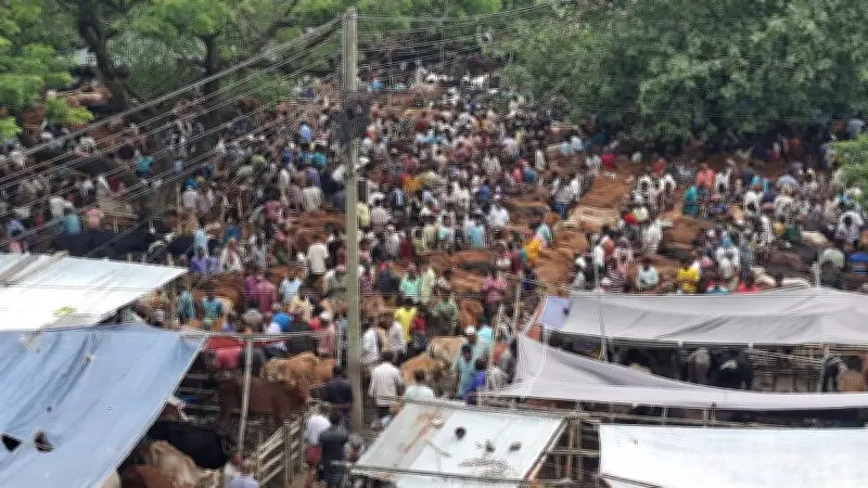 জয়পুরহাটে বড় গরু নেই, ছোট-মাঝারির দিকে ঝুঁকছেন খামারিরা