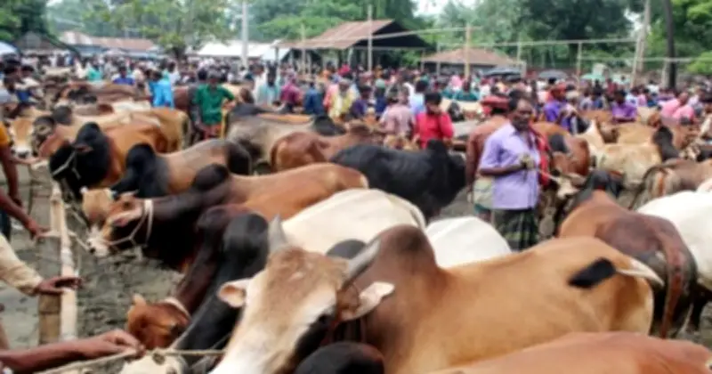 শরিকে কোরবানি দেওয়ার নিয়ম ও বিধান জেনে নিন