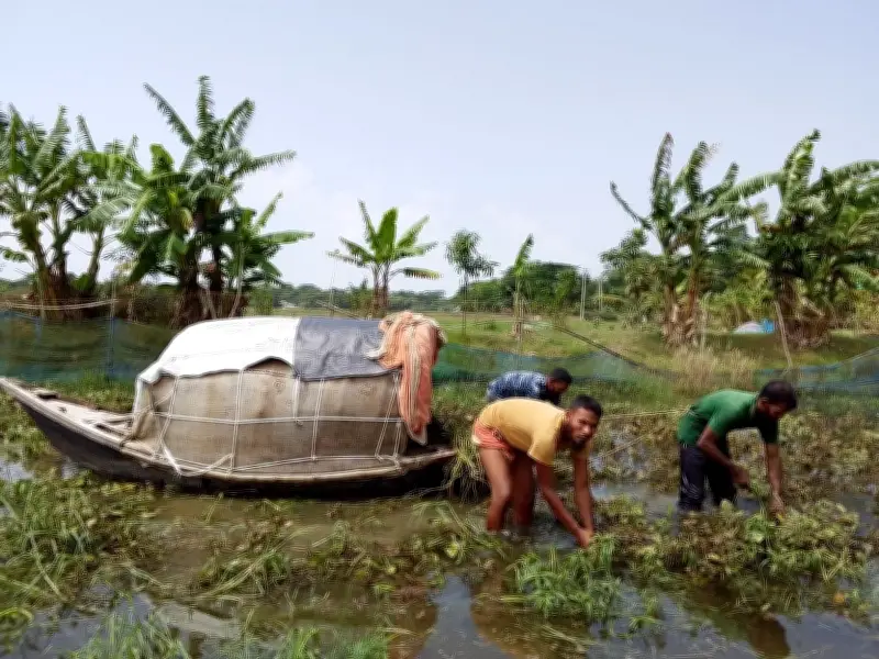 জলাবদ্ধতায় পটুয়াখালীতে মুগ ডালসহ শতকোটি টাকার ফসল নষ্ট