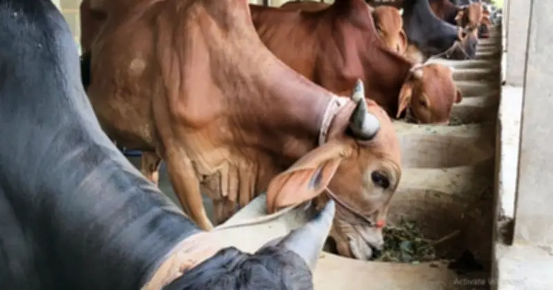 ঈদুল আজহায় জামালপুরে পশুর খামার জমজমাট, গো-খাদ্যের দামে শঙ্কা