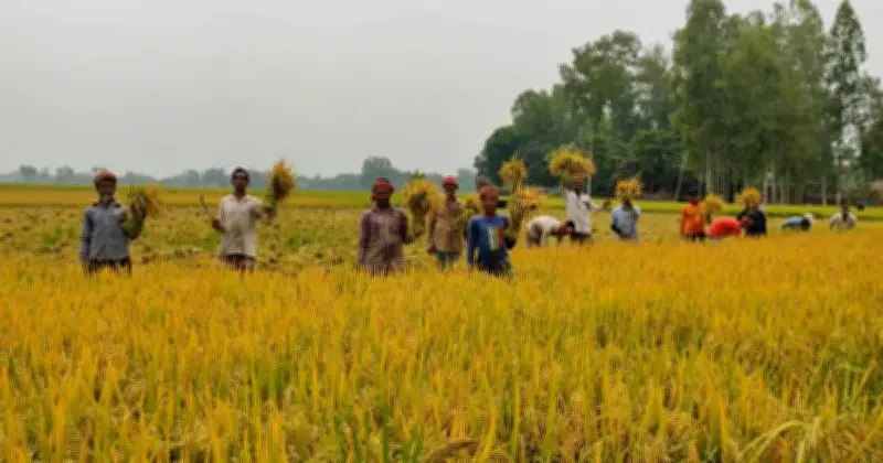 দিনাজপুরে বোরো ধান কাটা শুরু, শ্রমিক সংকটে কৃষক বিপাকে