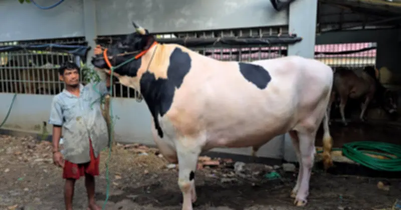 টেকনাফে ২৫ লাখ টাকার লাল-সাদা বাদশা গরু, জমে উঠেছে কোরবানির বাজার