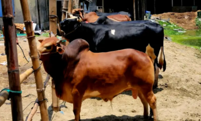 কক্সবাজারে ২২ মণের ‘লাল বাহাদুর’ ও ২০ মণের ‘কালো মানিক’, দাম ১৫ লাখ