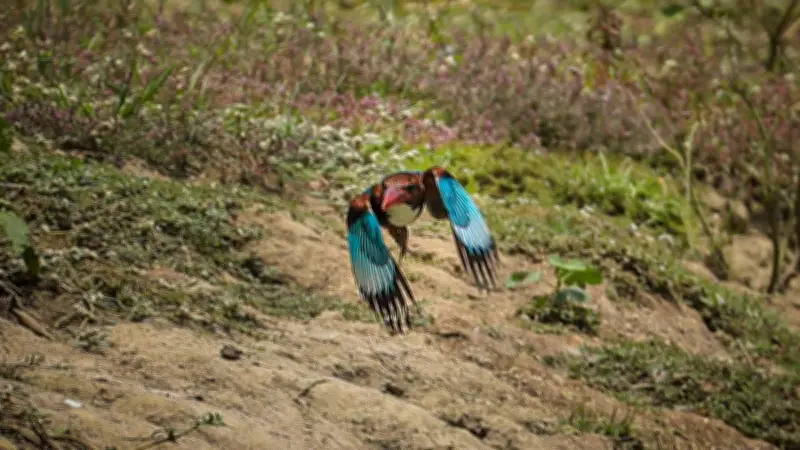 বাংলাদেশের প্রাকৃতিক সৌন্দর্যের অপূর্ব ছবি