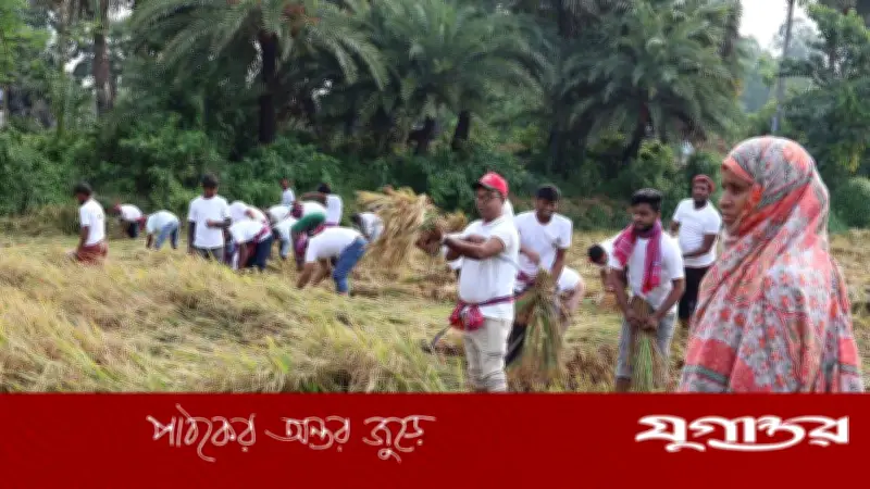 নাটোরে বিধবার ধান কেটে দিল বিএনপি নেতাকর্মীরা
