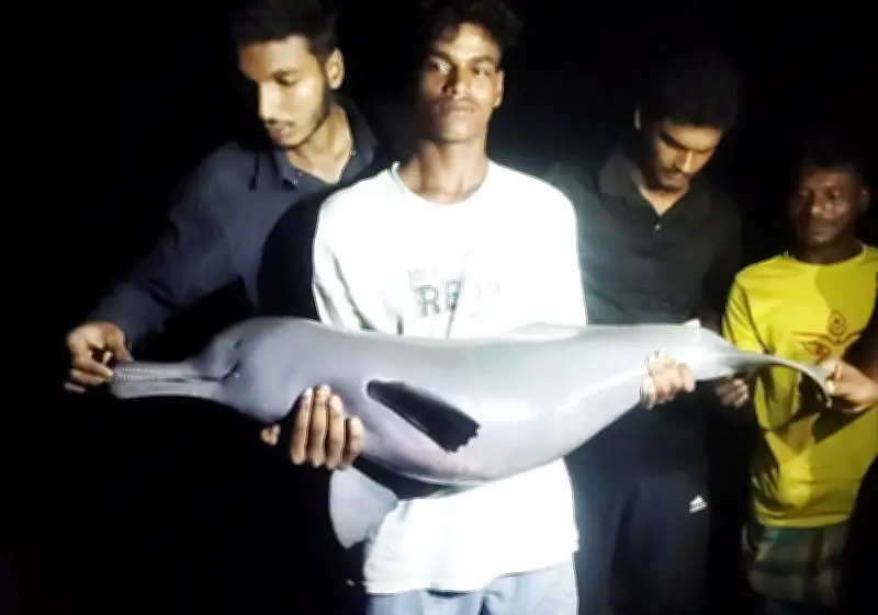 বরগুনায় বিষখালী নদীতে জেলের বড়শিতে ধরা পড়ল ডলফিন