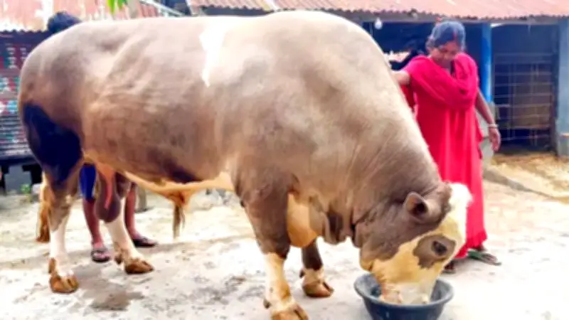 ৩৫ মণের বলদ 'নেইমার' দড়ি ছাড়াই ঘুরে বেড়ায় রাজপথে