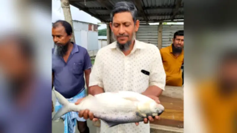 এক ইলিশেই বাজিমাত, রেকর্ড দামে বিক্রি; বিসিবি নির্বাচনে হাইকোর্টের হস্তক্ষেপ নেই