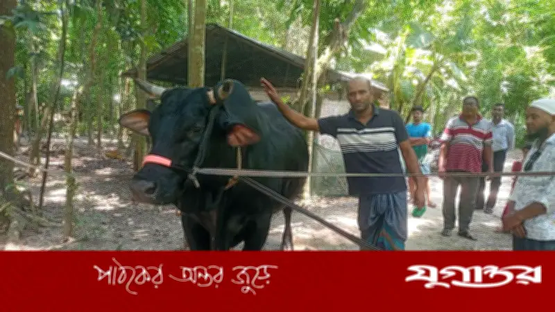 বাবুগঞ্জে ৩৫ মণের ‘বাদশা’ ষাঁড়, কুরবানির হাট কাঁপানোর প্রস্তুতি