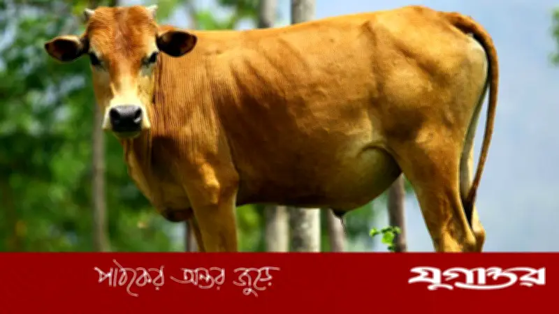 মৃত ব্যক্তির নামে কুরবানি: বিধান ও গোশত বিতরণের নিয়ম