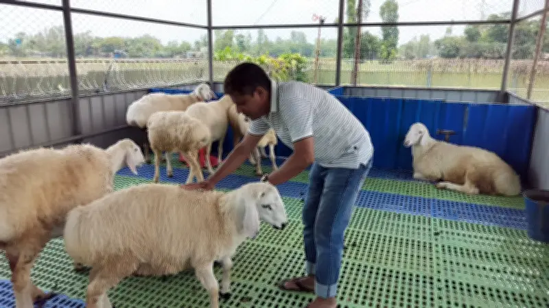 সীতাকুণ্ডে দুম্বা পালনে লাভের সম্ভাবনা, দাম ভেড়ার চেয়ে পাঁচ গুণ বেশি